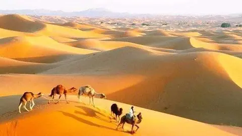 camellos