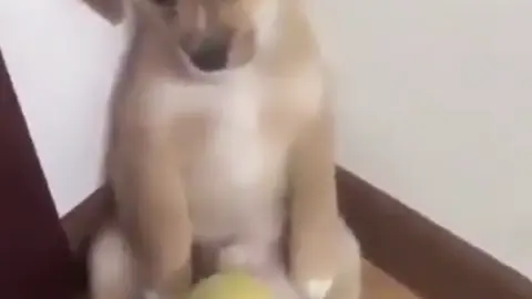 viralperro