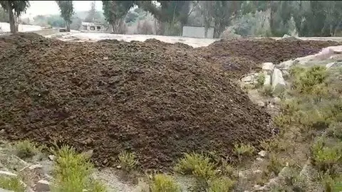 algas descomposici&oacute;n