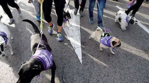 Perrot&oacute;n premia a la Polic&iacute;a Nacional por su labor contra el abandono animal