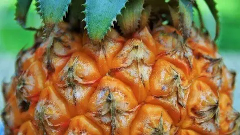 Pi&ntilde;a./ Pixabay