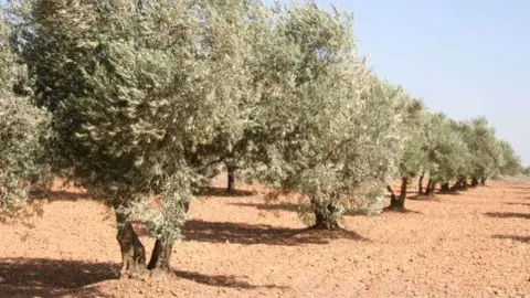olivar