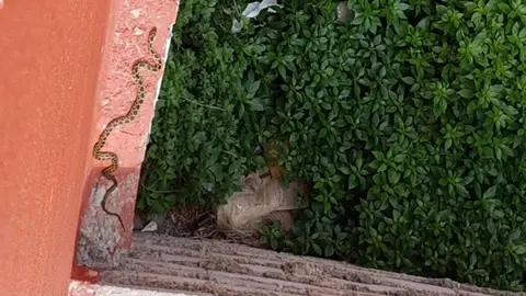 serpiente