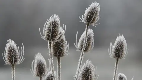 frio