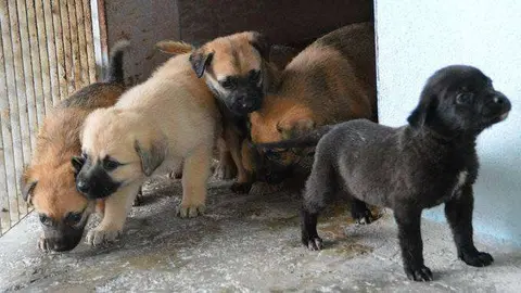 perros protectora