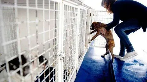 Las-mascotas-deben-permanecer-en-la-zona-habilida-para-ellas-durante-la-traves&iacute;a-740x480