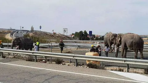 elefante