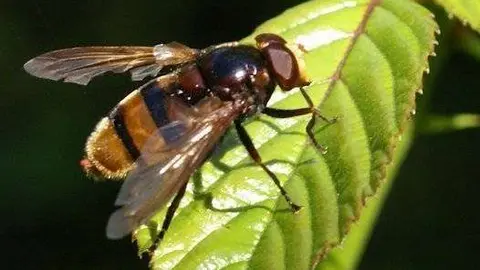 Volucella zonaria2