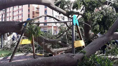 arbol-caido-jardines-argentina