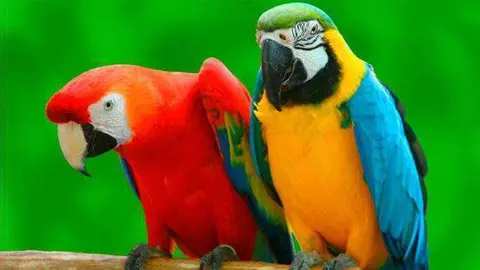 loros
