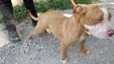 Uno de los animales intervenidos por la Polic&iacute;a Local (CEDIDA)