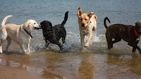 perros-playa