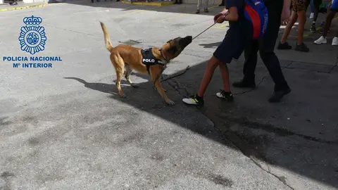 Bolo con su recompensa
