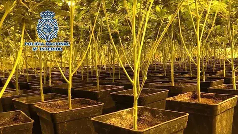 Plantaci&oacute;n de marihuana intervenida por la Polic&iacute;a Nacional (MINISTERIO DEL INTERIOR)
