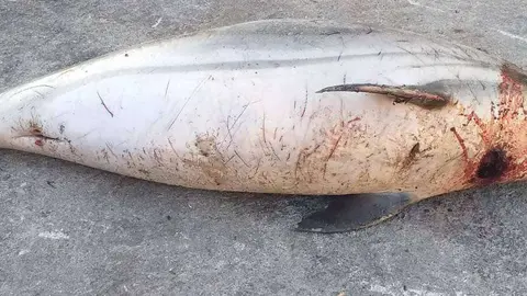 Uno de los delfines muertos hallados en Calamocarro (CEDIDA)