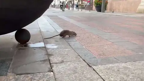 foto-rata