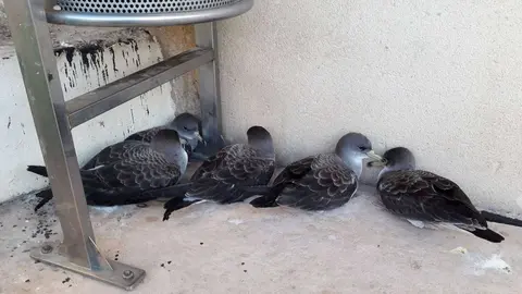 grupo pardelas rescatadas