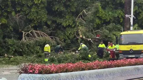 &aacute;rbol jardines argentina
