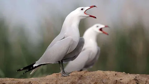 Dos ejemplares de gaviota de Audouin (SEO/BIRDLIFE)