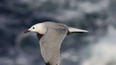 Ejemplar de gaviota Audouin (SEO-BIRDLIFE)