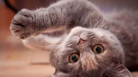  Ideas para hacer feliz a tu gato en casa &iexcl;7 vidas para disfrutar!. Foto Pixabay. 