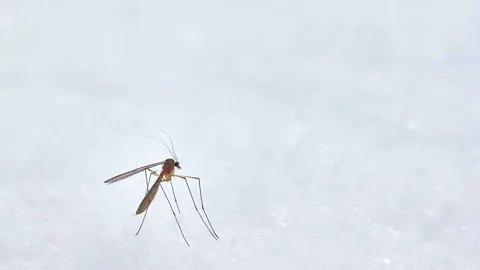  Te traemos la soluci&oacute;n evitar las picaduras de mosquito este verano. Foto Unsplash. 