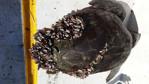 Ejemplar rescatado por CECAM (CEDIDA) TORTUGA CARETTA