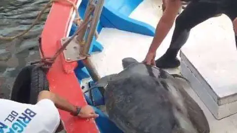 tortuga