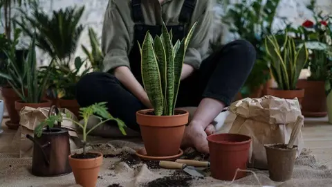 Manos a la tierra: Crece el inter&eacute;s por la jardiner&iacute;a Foto: Pexels