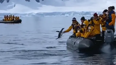 AAAALARGADA ORCA