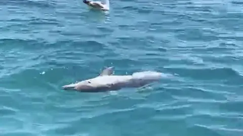 delfines