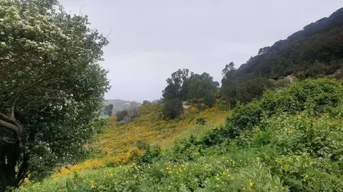 montes