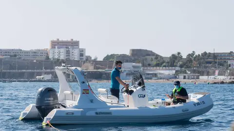 avistamiento cetaceos global