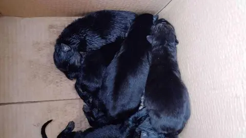 cachorros