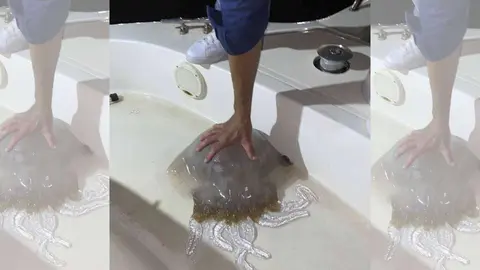 Fotograf&iacute;a de la medusa recogida en aguas de El Chorrillo (C.A.)