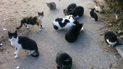 gatos 2