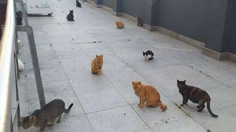 4766_gatos
