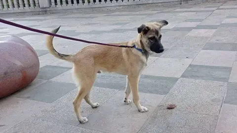 perro ok