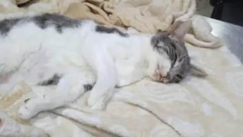 gato