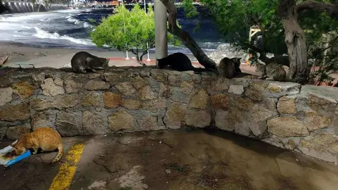 Gatos de la Comunidad Gatuna de la playa del Chorrillo. (CEDIDA)