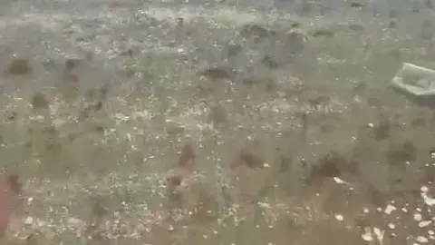 Medusas bah&iacute;a sur