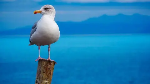 Gaviota