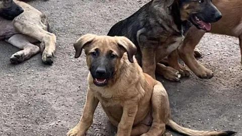 cachorros adopci&oacute;n