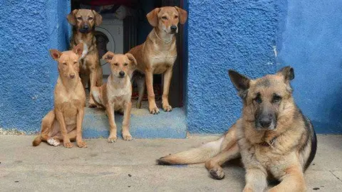 Perros abandonados Ceuta