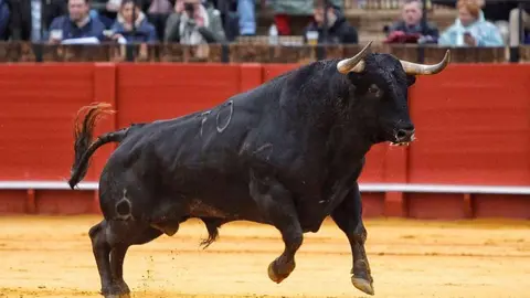 toro