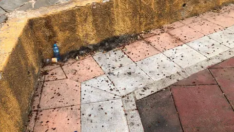 barriada San Daniel