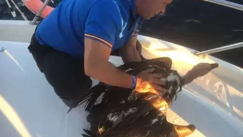 Rescate de un buitre leonado