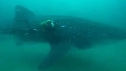 tibur&oacute;n ballena en aguas de ceuta