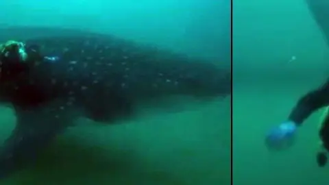 Tibur&oacute;n ballena en aguas de Ceuta