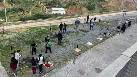actividad en la que se han sembrado&nbsp;60 &aacute;rboles frutales alrededor de la barriada 317 VPO de Loma Colmenar